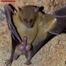 Ratpenat